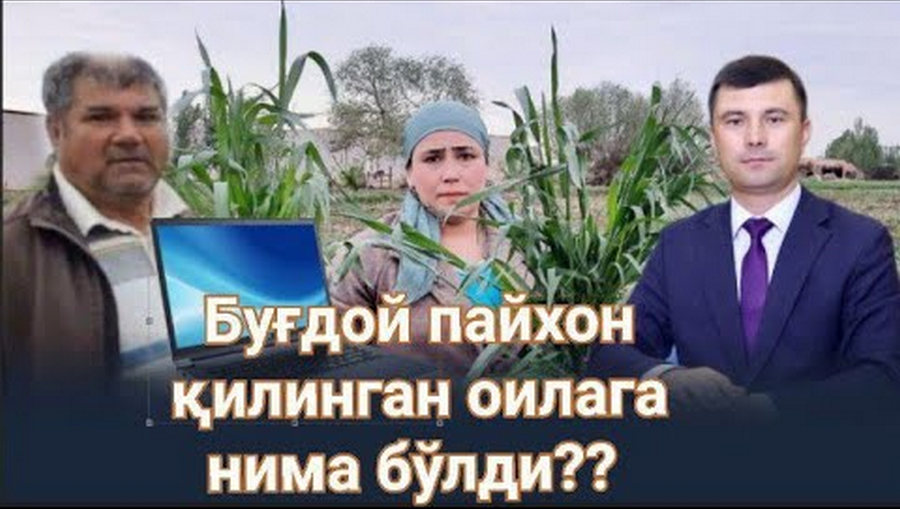 Кўнгли ўксиган қиз... #хоразм_вилояти #урганч_тумани #буғдой_даласи