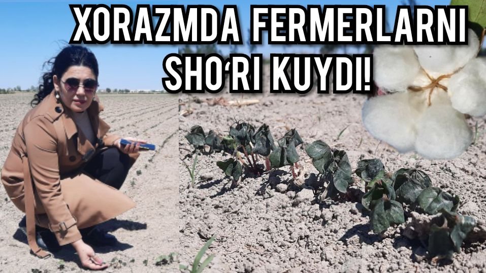Хоразм вилоятида фермерларнинг шўри куйди.(нима сабабдан вақтида чоралар кўрилмади)